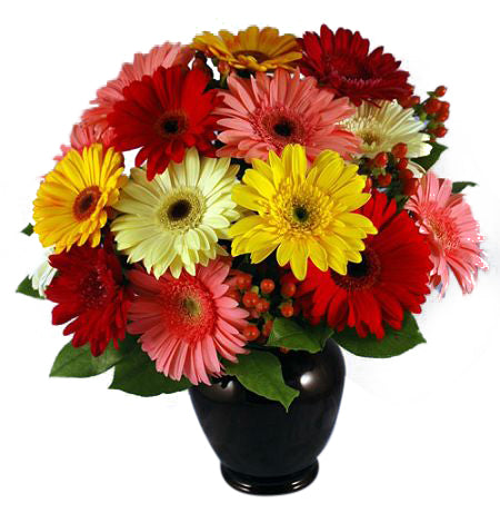 Gerbera Daisies in a wrapped bouquet