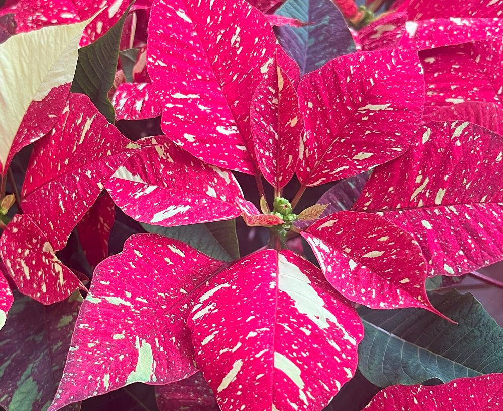 Jingle Bell Poinsettias