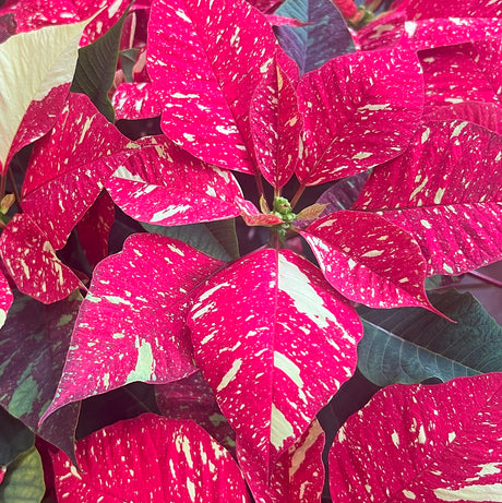 Jingle Bell Poinsettias