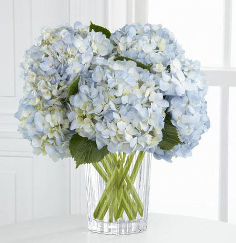 Joyful Inspiration Bouquet of blue hydrangea in Vera Wang Vase Medium