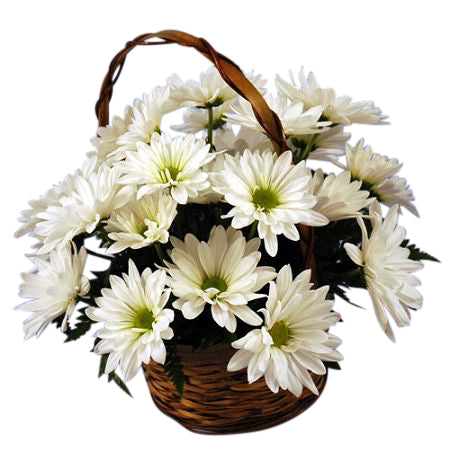 Bokay of white daisies in basket