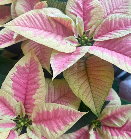 Marble Poinsettia Blooms