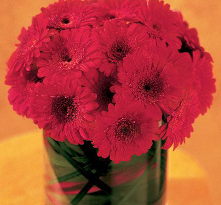 Modern gerbera flower arrangement in cylinder vase