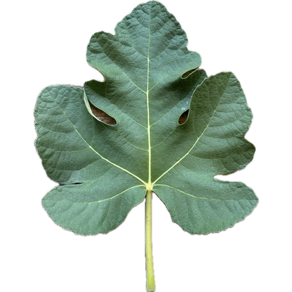 Moellada (MP) Fig