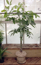 Large money tree with moss in ceramic pot