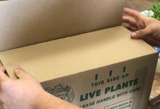 Orchid Plant Packaging