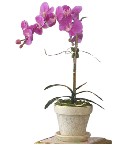 Orchid plant in decorative pot