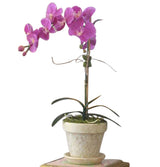 Orchid plant in decorative pot