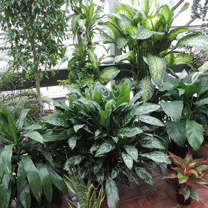 Plant Rental