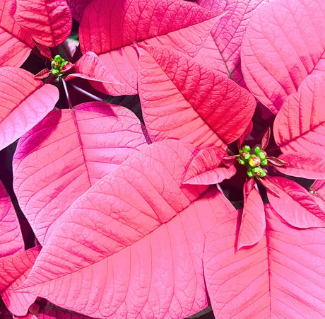 Pink Poinsettia Blooms