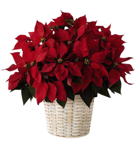 Poinsettia plant in wicker basket