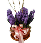 Blooming seasonal hyacinths in a decorative pot