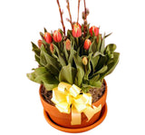 Colorful tulip plant in a decorative pot