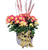 Premium Autumn Hardy Mum Planter in pot with decorative bow