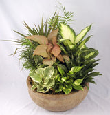 Premium dish garden planter in stone pot