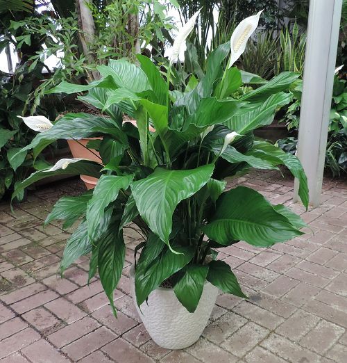 Premium Large Green Planter in imported European planter