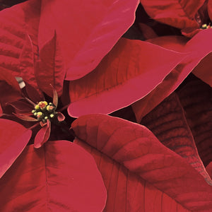 Poinsettias