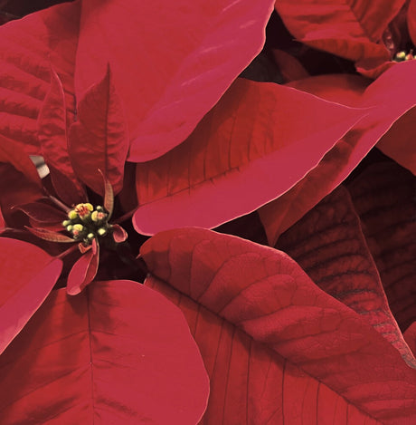 Red Poinsettia Blooms