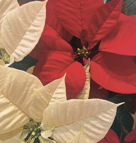 Red White Combo Poinsettia In Basket