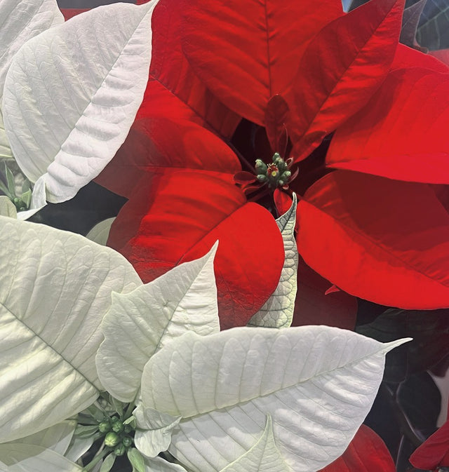 Red and White Combo Poinsettia In Basket