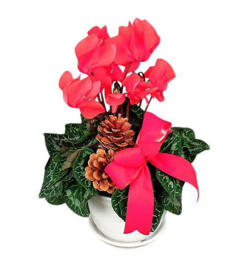 Blooming cyclamen plant in ceramic pot with bow and holiday accents