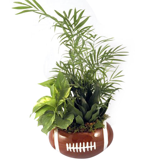 Sports planter of assorted foliage plants in a ceramic ball