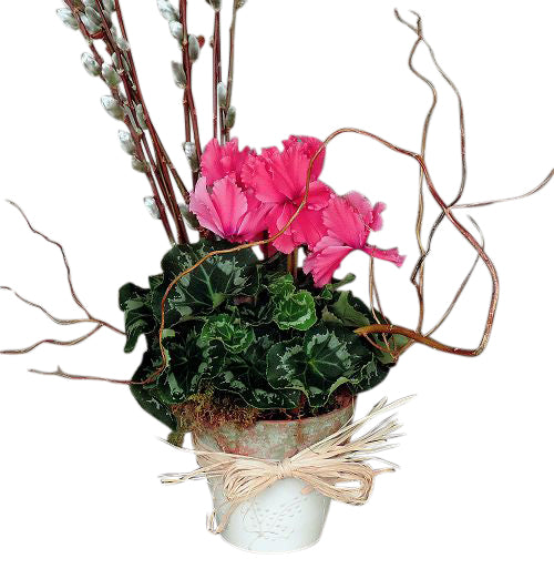 Spring cyclamen blooming plant in decorative pot with pussy willow and raffia bow