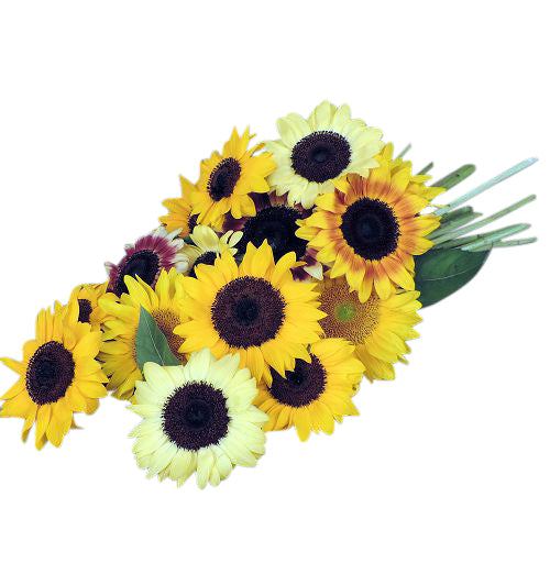 Summer sunflower special wrapped bouquet