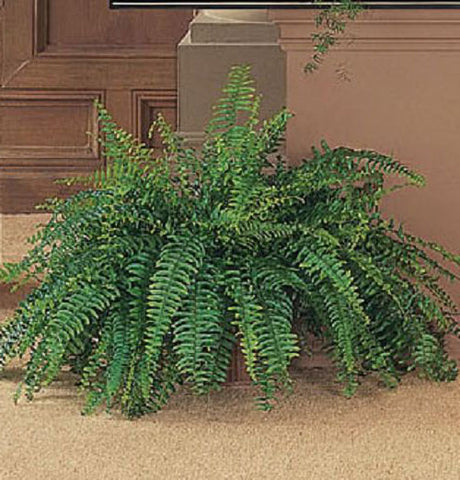 Sympathy Fern foliage plant