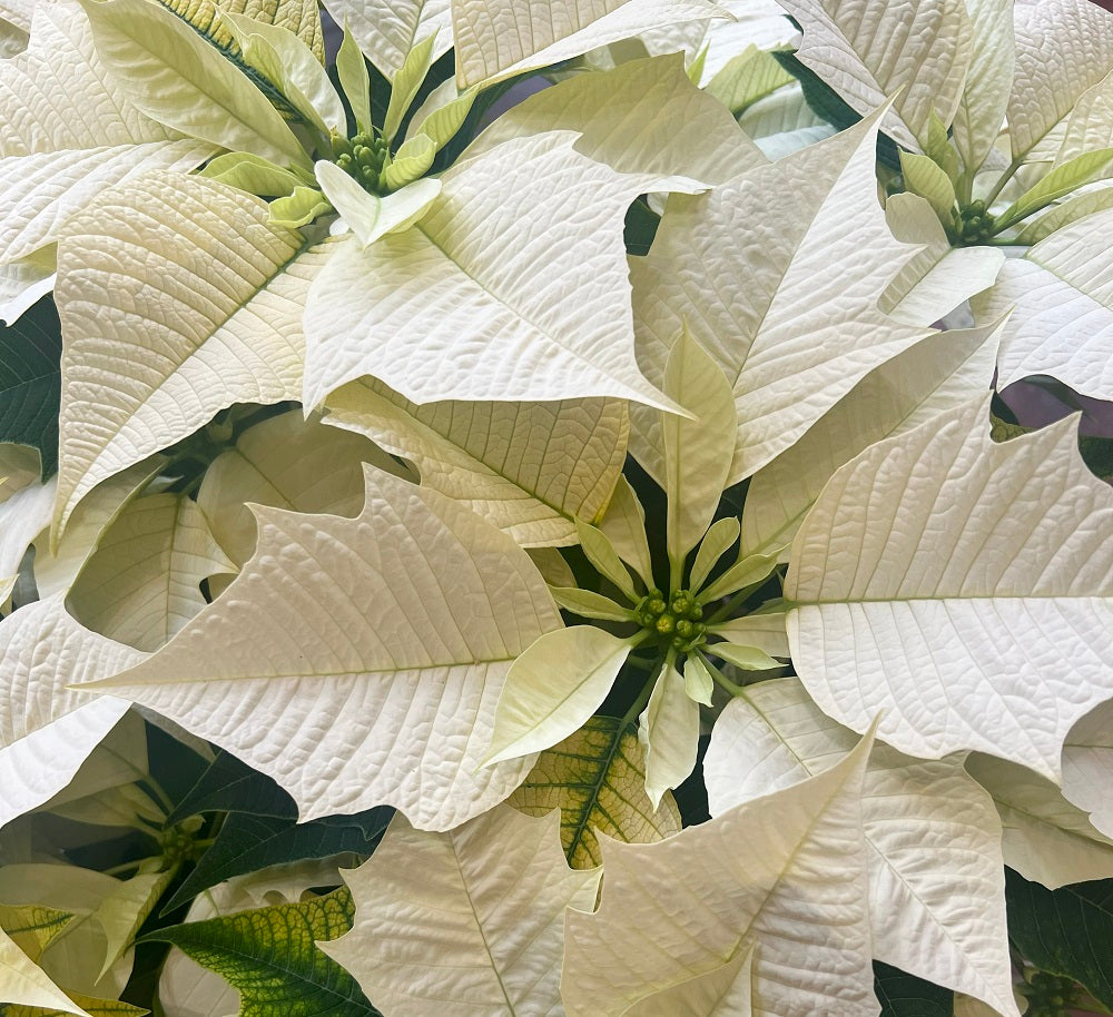 White Poinsettia Blooms