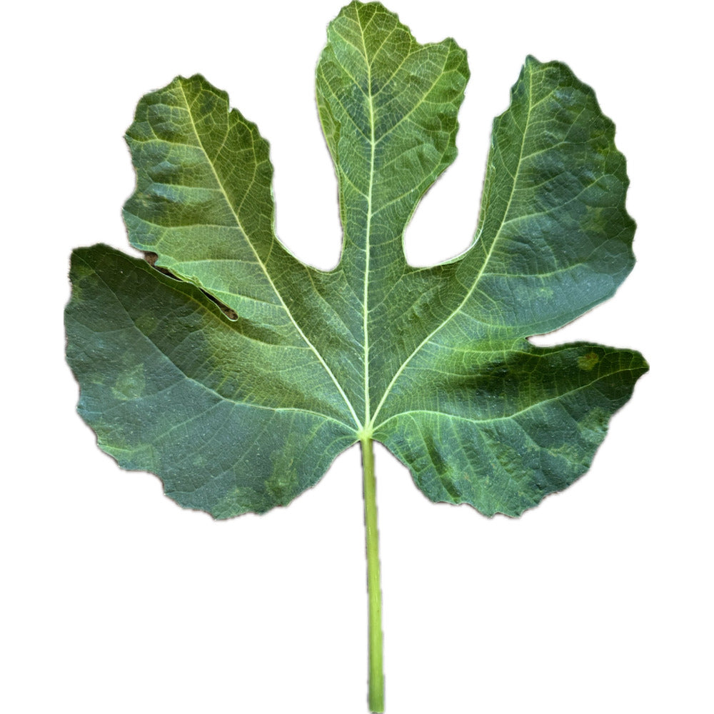 Leaf of A Sangue Fig Tree