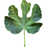 Leaf of A Sangue Fig Tree