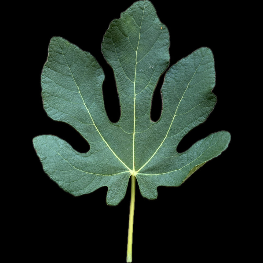 Leaf of Achaika Movia Fig Tree