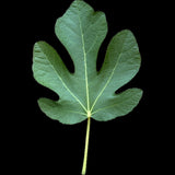 Leaf of Adriatic JH Fig Tree