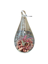 teardrop container filled with air plant