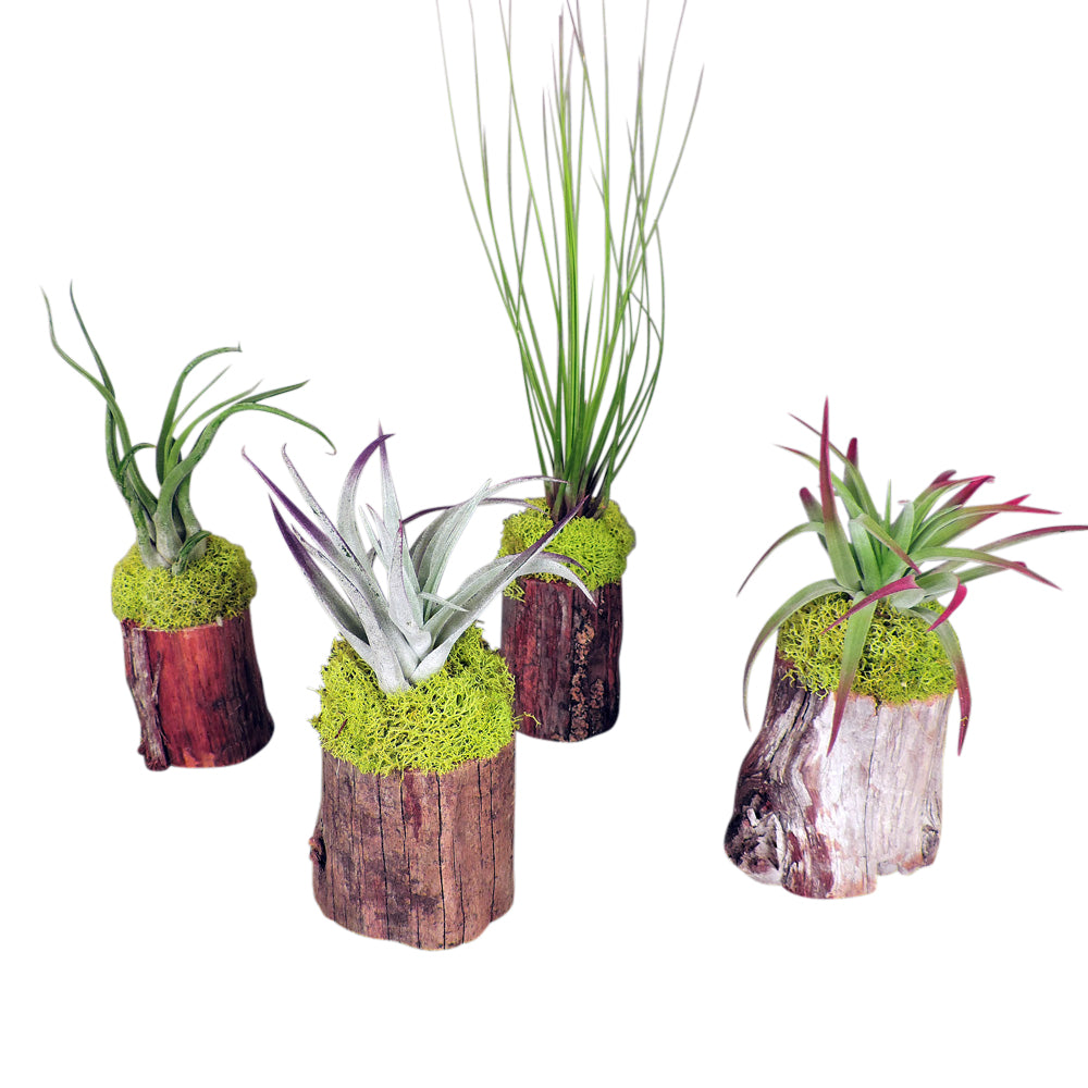 Air plants on cypress stumps