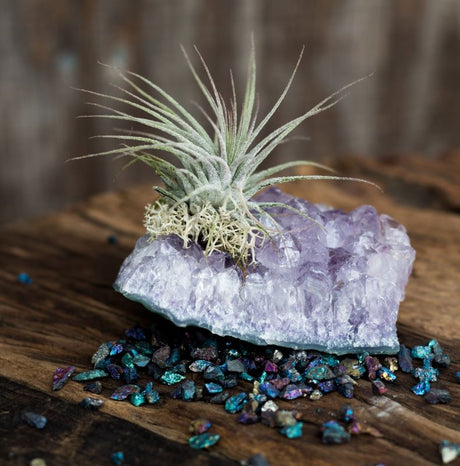 Amethyst Air Plant 