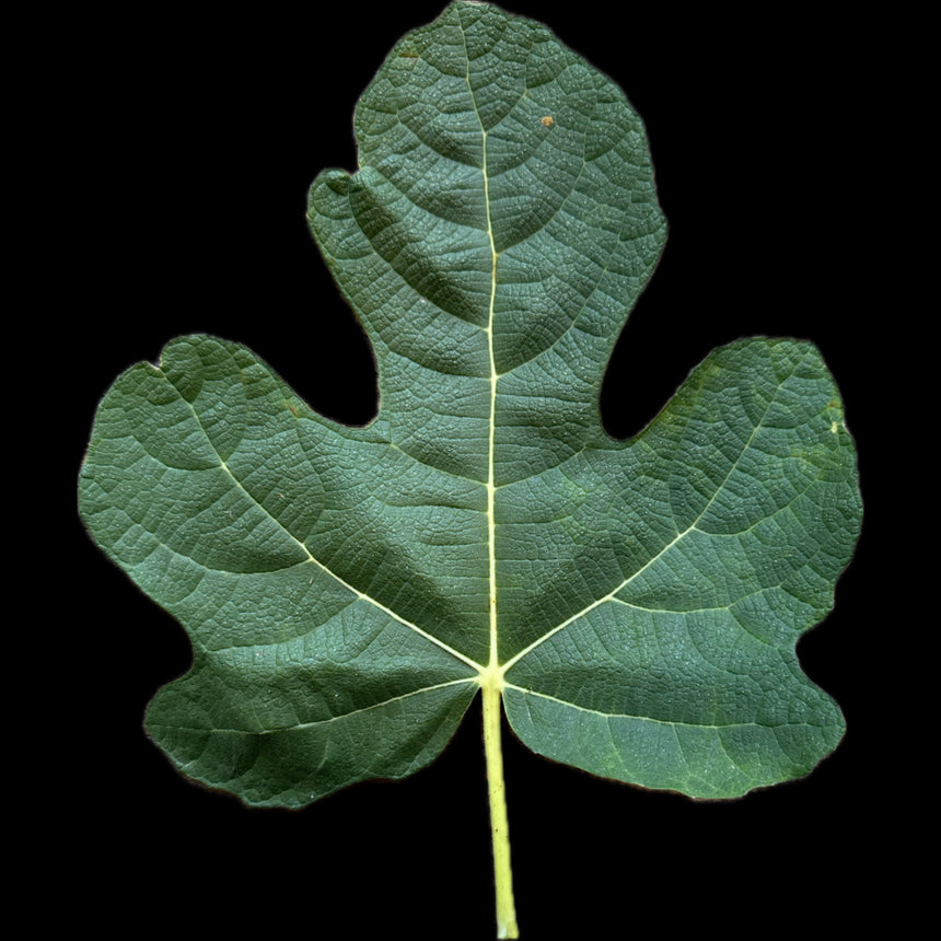 Angelos Dark-Sicilian Mt. Etna Fig