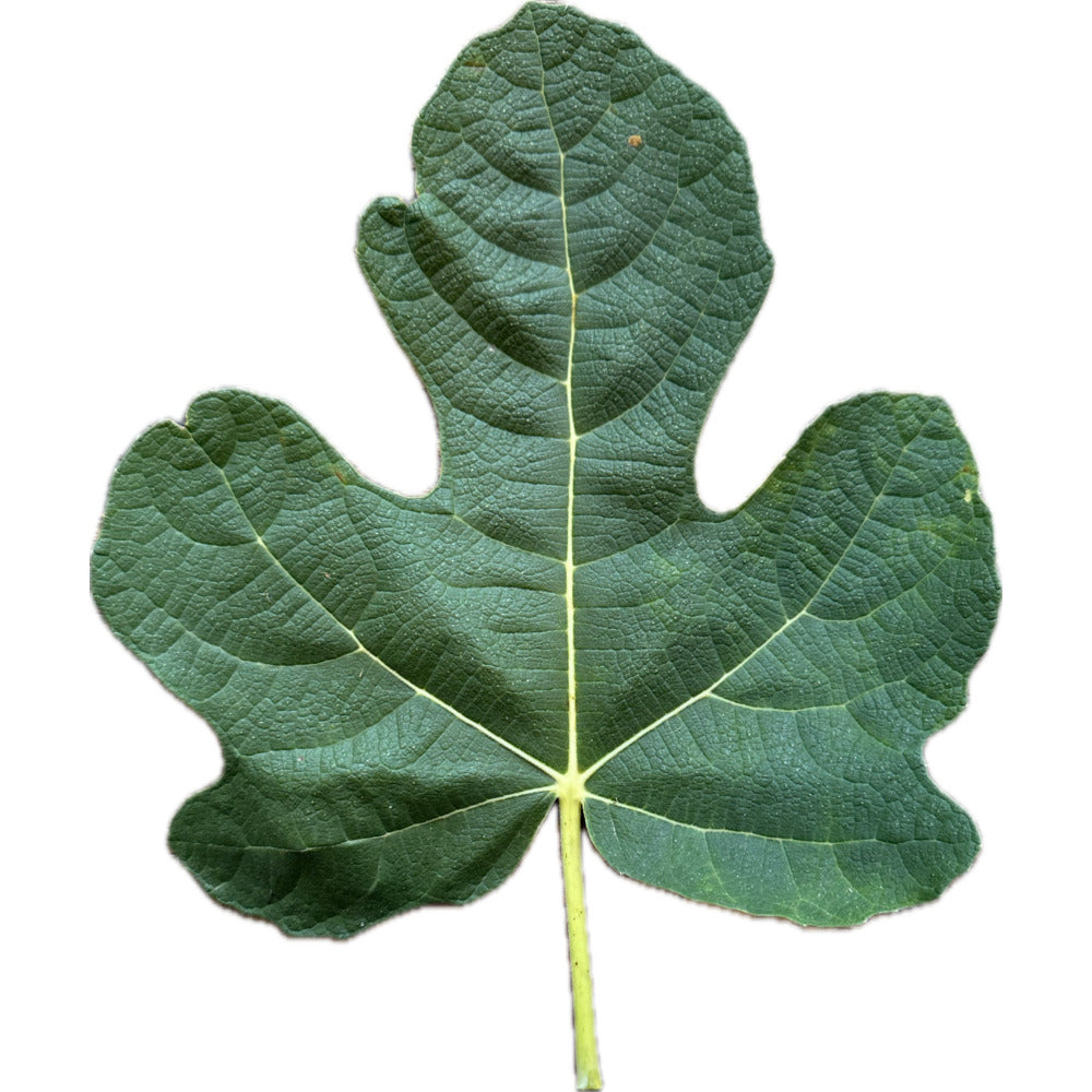 Leaf of Angelos Dark Fig Tree