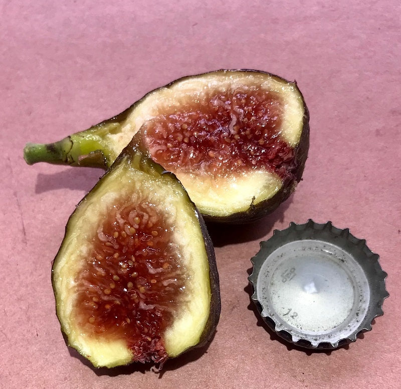 Angelos Dark Sicilian Mt Etna Fig Cross Section