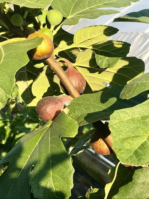 Angelos Dark Sicilian Mt Etna Fig tree