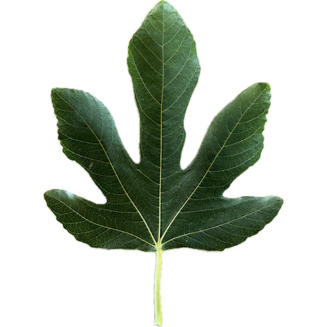 Leaf of Anjeer Torki Fig Tree