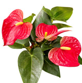 Modern Anthurium