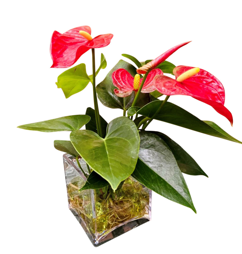 Modern Anthurium