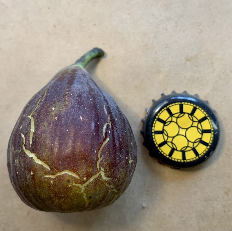 Azores Dark Fig