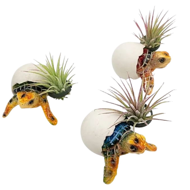 Baby turtle air plant