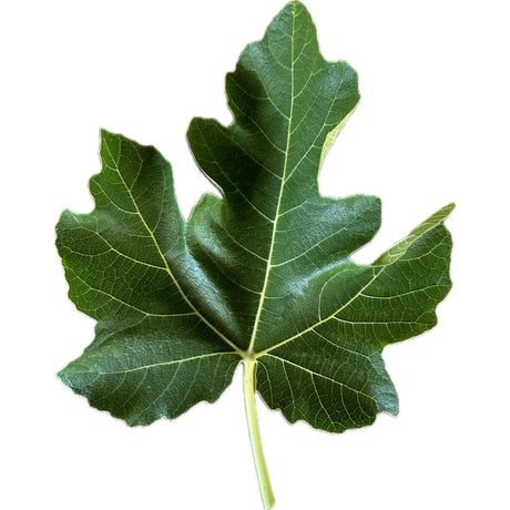 Leaf of Balafi Fig Tree