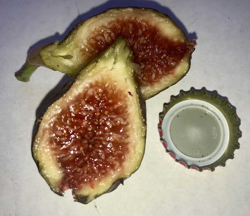 Bari Fig cross section