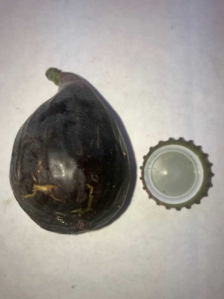 Bari Fig