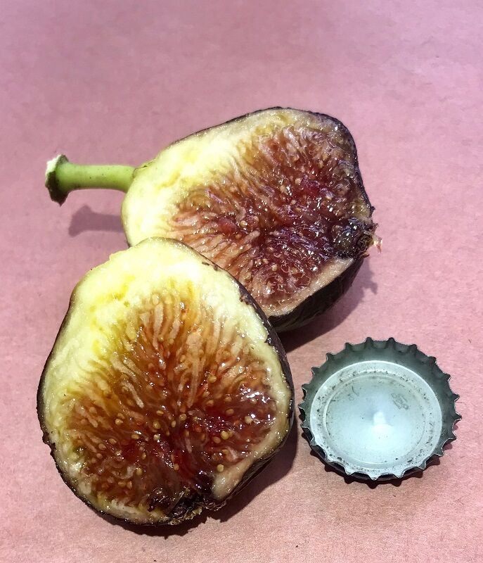 Bass’ Favorite Fig Cutting Cross Section